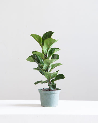 Small Leaf Fiddle Leaf Fig: Ficus lyrata 'Bambino' - 6 inch pot