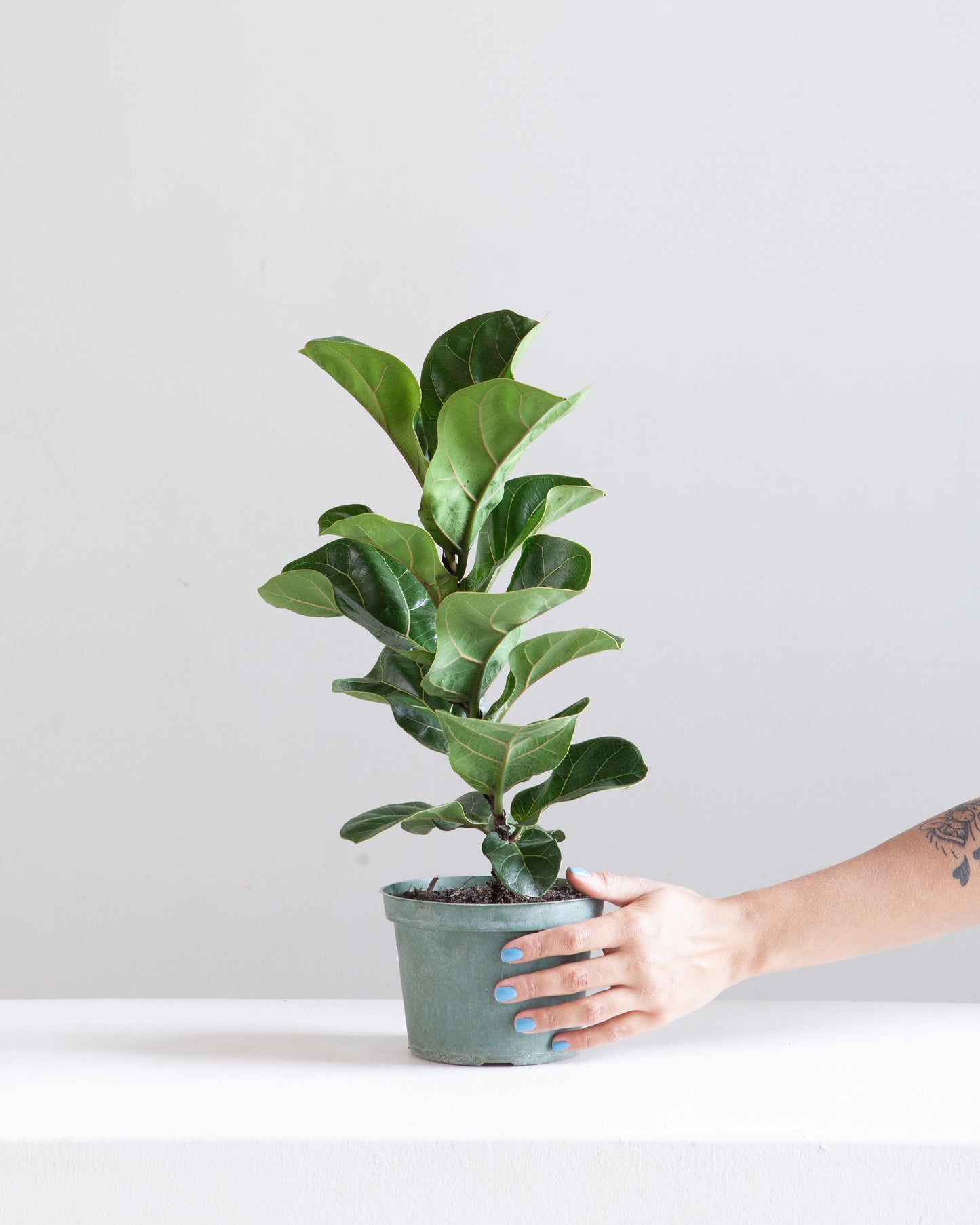 Small Leaf Fiddle Leaf Fig: Ficus lyrata 'Bambino' - 6 inch pot