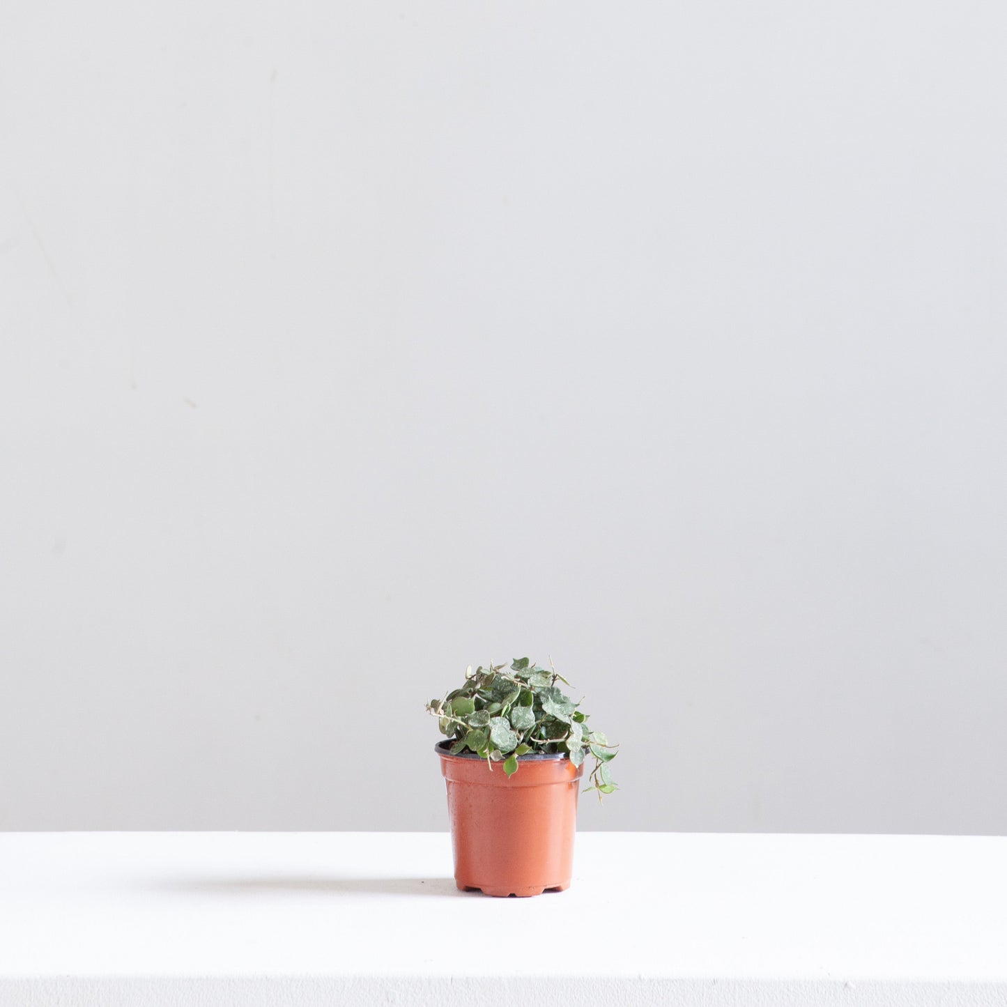 Wax Plant: Hoya curtisii 'Aloha' - 4 inch pot — indoor plant — indoor plant for sale by Promise Supply for delivery and pickup in Toronto.