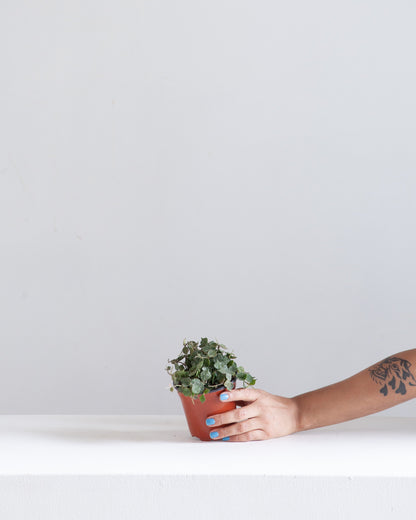 Wax Plant: Hoya curtisii 'Aloha' - 4 inch pot — indoor plant — indoor plant for sale by Promise Supply for delivery and pickup in Toronto.