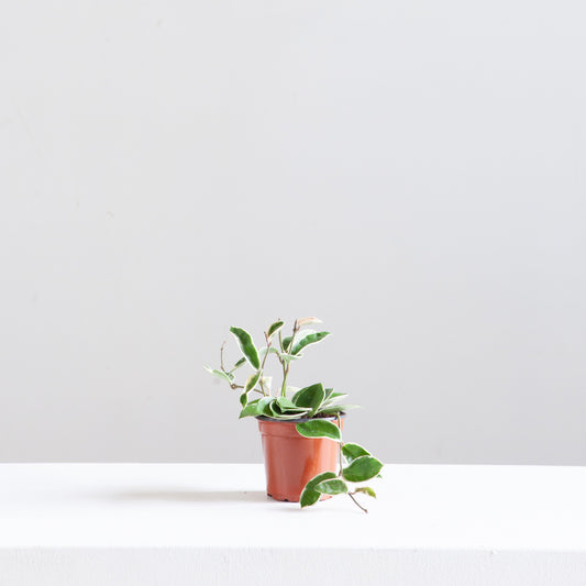 Krimson Queen Wax Plant: Hoya carnosa - 4 inch pot — indoor plant — indoor plant for sale by Promise Supply for delivery and pickup in Toronto.