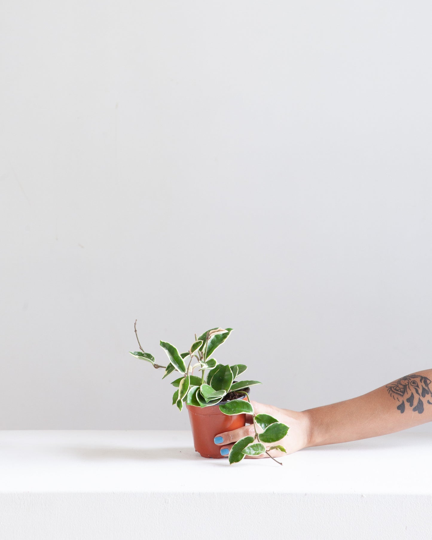 Krimson Queen Wax Plant: Hoya carnosa - 4 inch pot — indoor plant — indoor plant for sale by Promise Supply for delivery and pickup in Toronto.