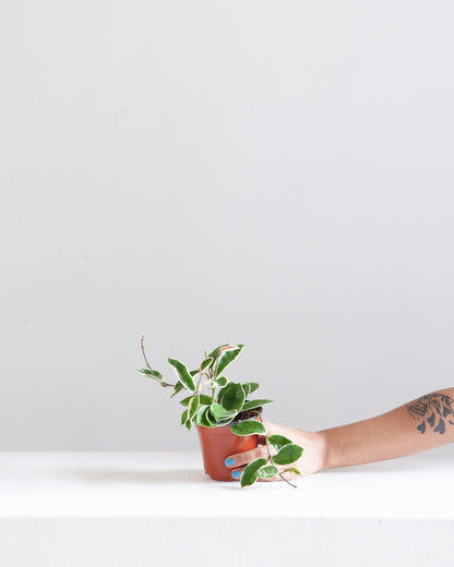 Krimson Queen Wax Plant: Hoya carnosa - 4 inch pot — indoor plant — indoor plant for sale by Promise Supply for delivery and pickup in Toronto.