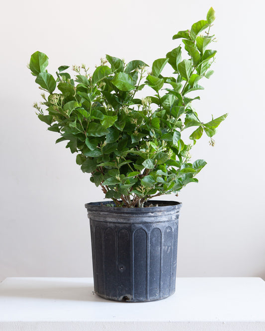Maid of Orleans Jasmine: Jasminum sambac - 10 inch pot - 2-3 foot tall — indoor plant — indoor plant for sale by Promise Supply for delivery and pickup in Toronto.