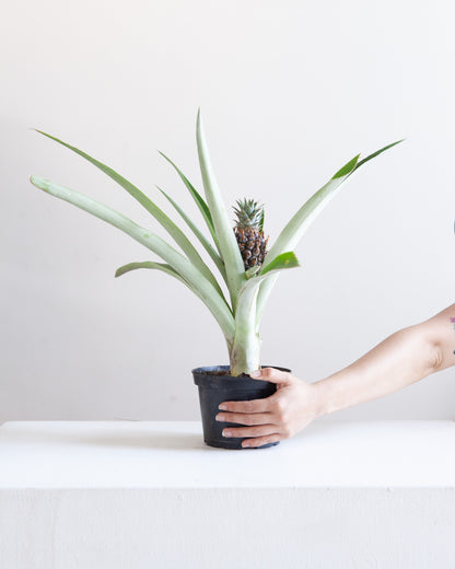 Pineapple Plant: Ananas ananassoides - 6 inch pot