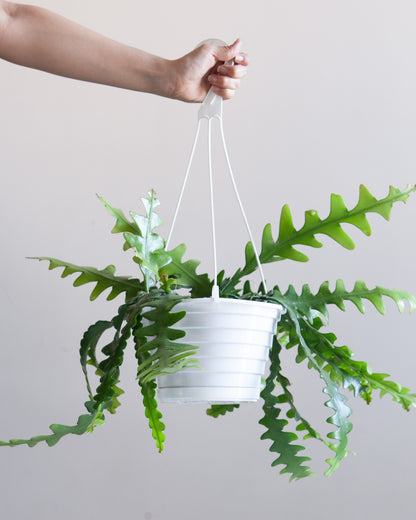 Fishbone Cactus: Disocactus anguliger - 8 inch hanging basket — indoor plant — indoor plant for sale by Promise Supply for delivery and pickup in Toronto.