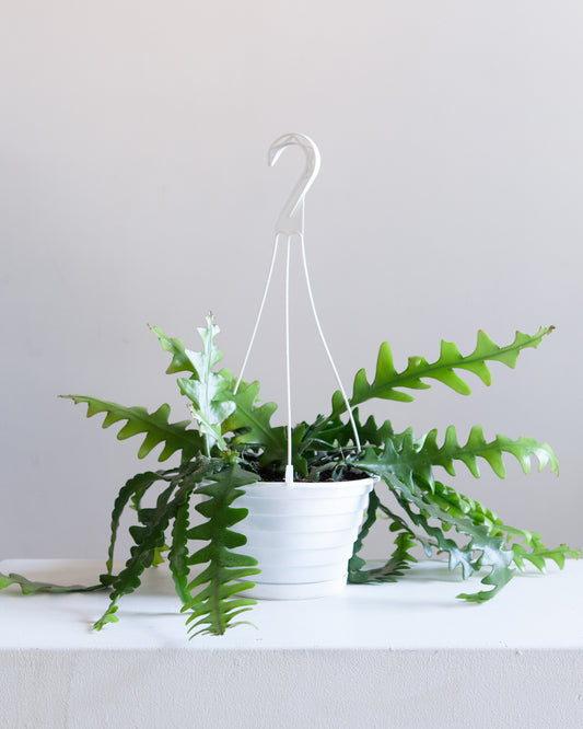 Fishbone Cactus: Disocactus anguliger - 8 inch hanging basket — indoor plant — indoor plant for sale by Promise Supply for delivery and pickup in Toronto.