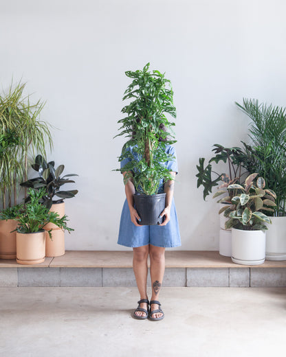 Swiss Cheese Vine Totem: Monstera adansonii - 10 inch pot - 3 foot tall