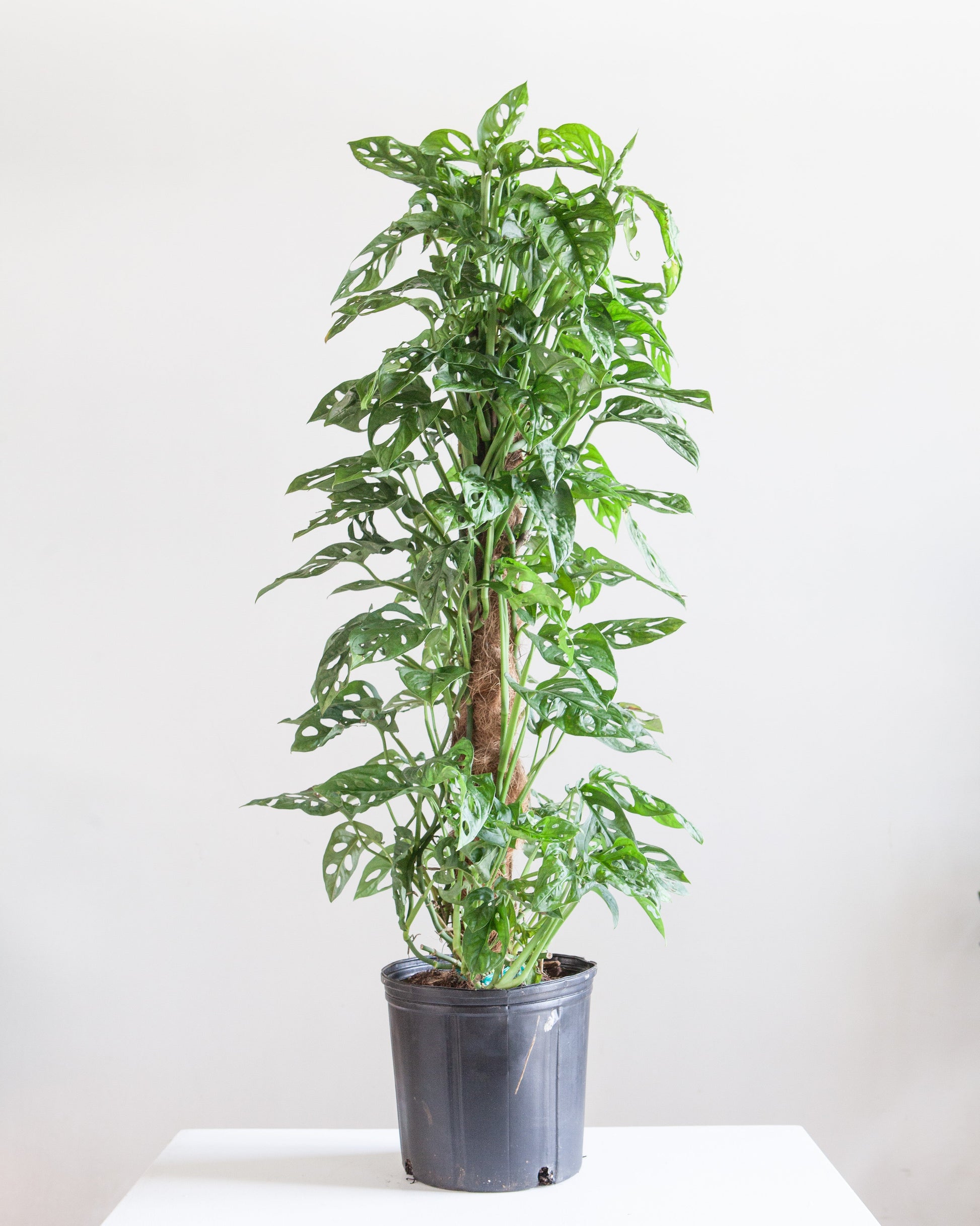 monstera adansonii long vines Monstera Adansonii on Totem - 10" Pot