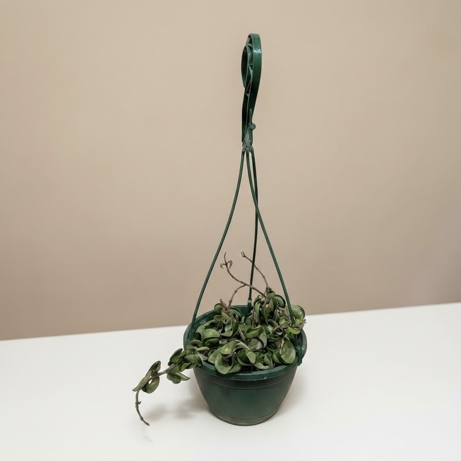 Hindu Rope Hoya in 6" Pot — indoor plant for sale by Promise Supply for delivery and pickup in Toronto.