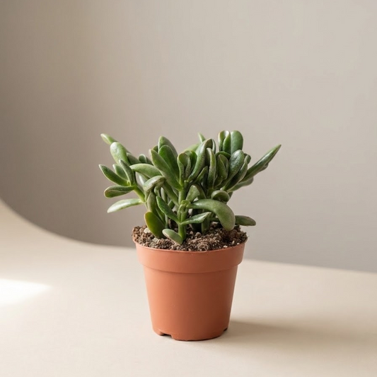 Hobbit Jade 5" Pot — indoor plant for sale by Promise Supply for delivery and pickup in Toronto