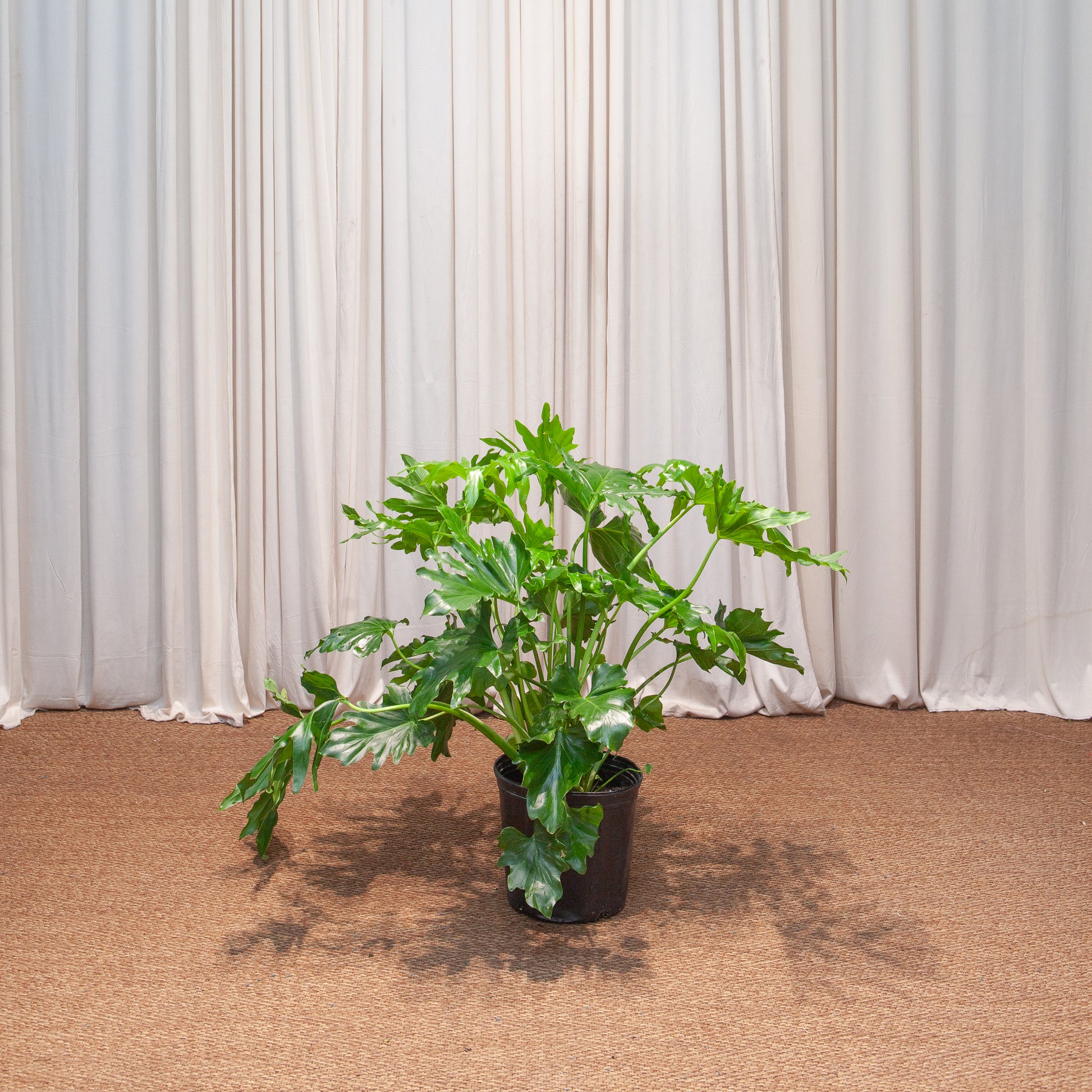 philodendron hope soil Hope Selloum Philodendron - 8" Pot