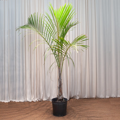 Spindle Palm: Hyophorbe verschaffeltii - 14 inch pot - 6-7 foot tall