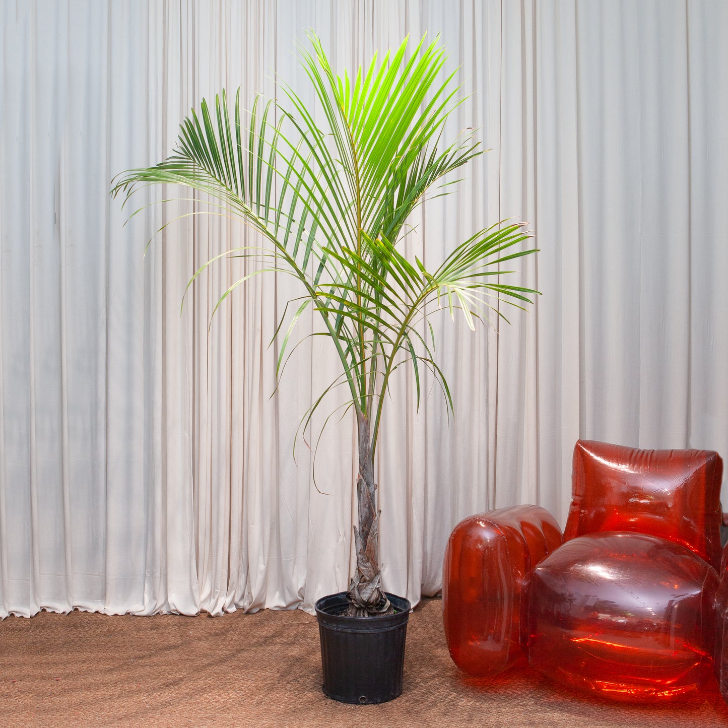 Spindle Palm: Hyophorbe verschaffeltii - 14 inch pot - 6-7 foot tall