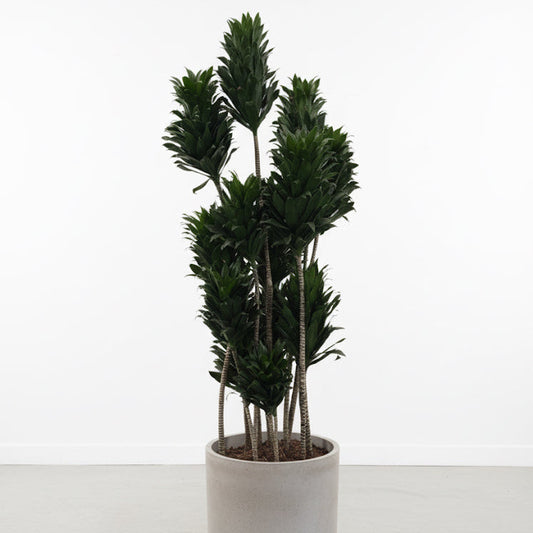 Dracaena Compacta Potted plant with a white background