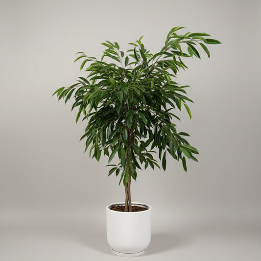 Ficus Amstel King on a blank backround