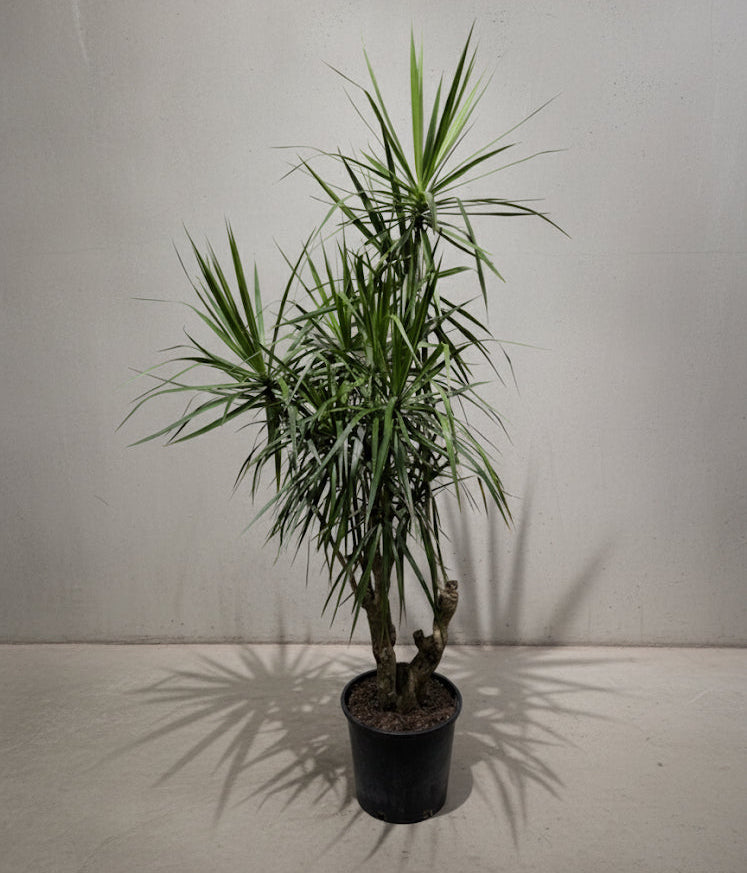 Character Dragon Tree Specimen: Dracaena marginata - 14 inch pot - 6-7 foot tall