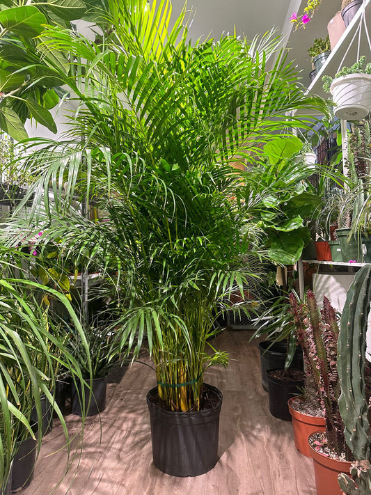 Areca Bamboo Palm: Dypsis lutescens - 14 inch pot - 6+ foot tall
