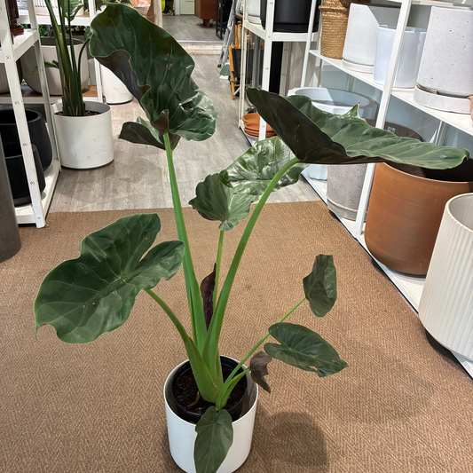 Hardy Elephant Ear: Alocasia wentii - 10 inch pot - 3-3.5 foot tall