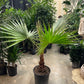 Mexican fan palm: Washingtonia robusta - 14 inch pot - 4-5 foot tall