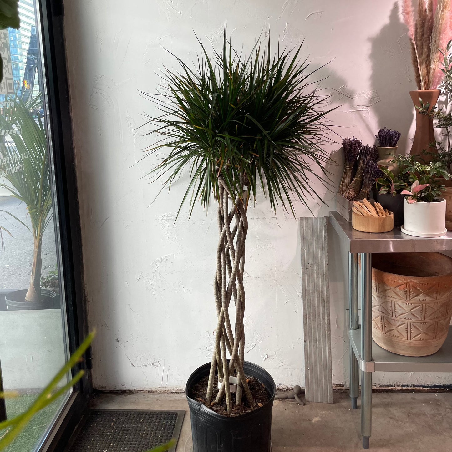 Dragon Tree Open Weave: Dracaena marginata - 14 inch pot - 5.5-6' foot tall