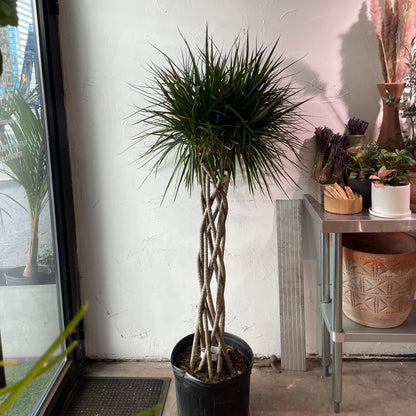 Open Weave Dragon Tree: Dracaena marginata - 14 inch pot - 6' foot tall