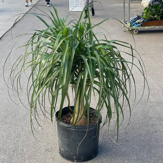 Ponytail Palm: Beaucarnea recurvata - 14 inch pot - 3-4 foot tall