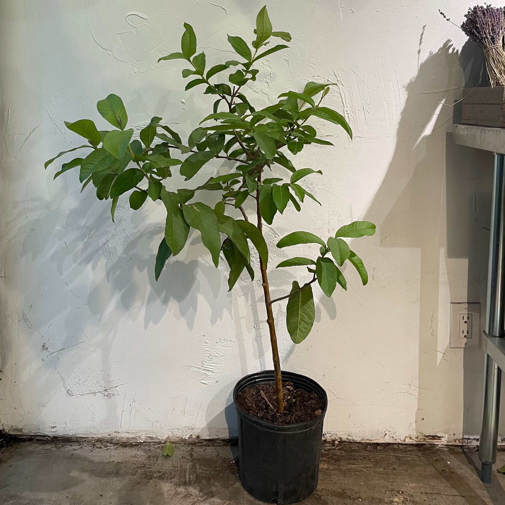 guava in pot plant Guava Tree: Psidium Guajava - 10" Pot