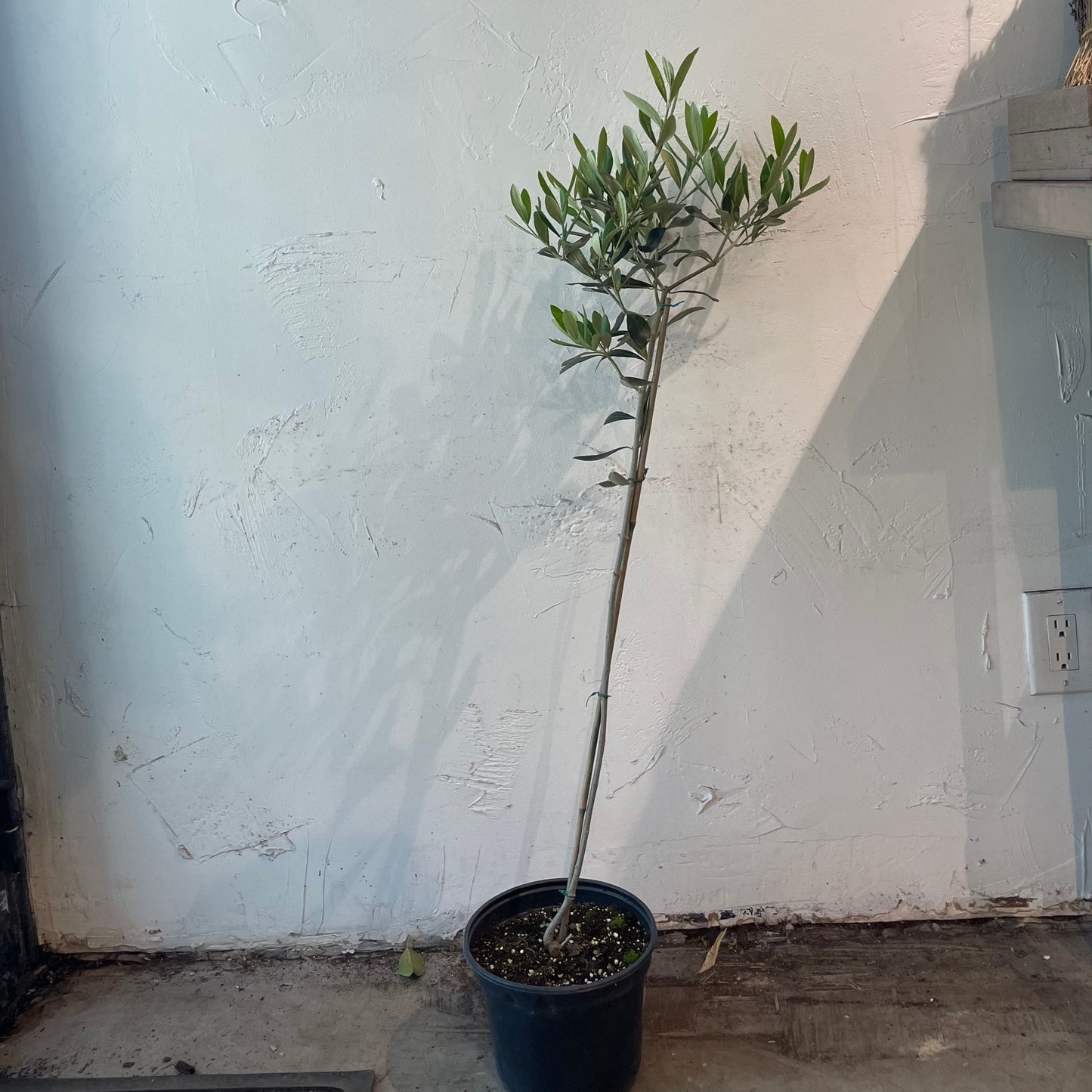 Olive Tree: Olea europaea 'Arbequina' - 8 inch pot - 1-3 foot tall