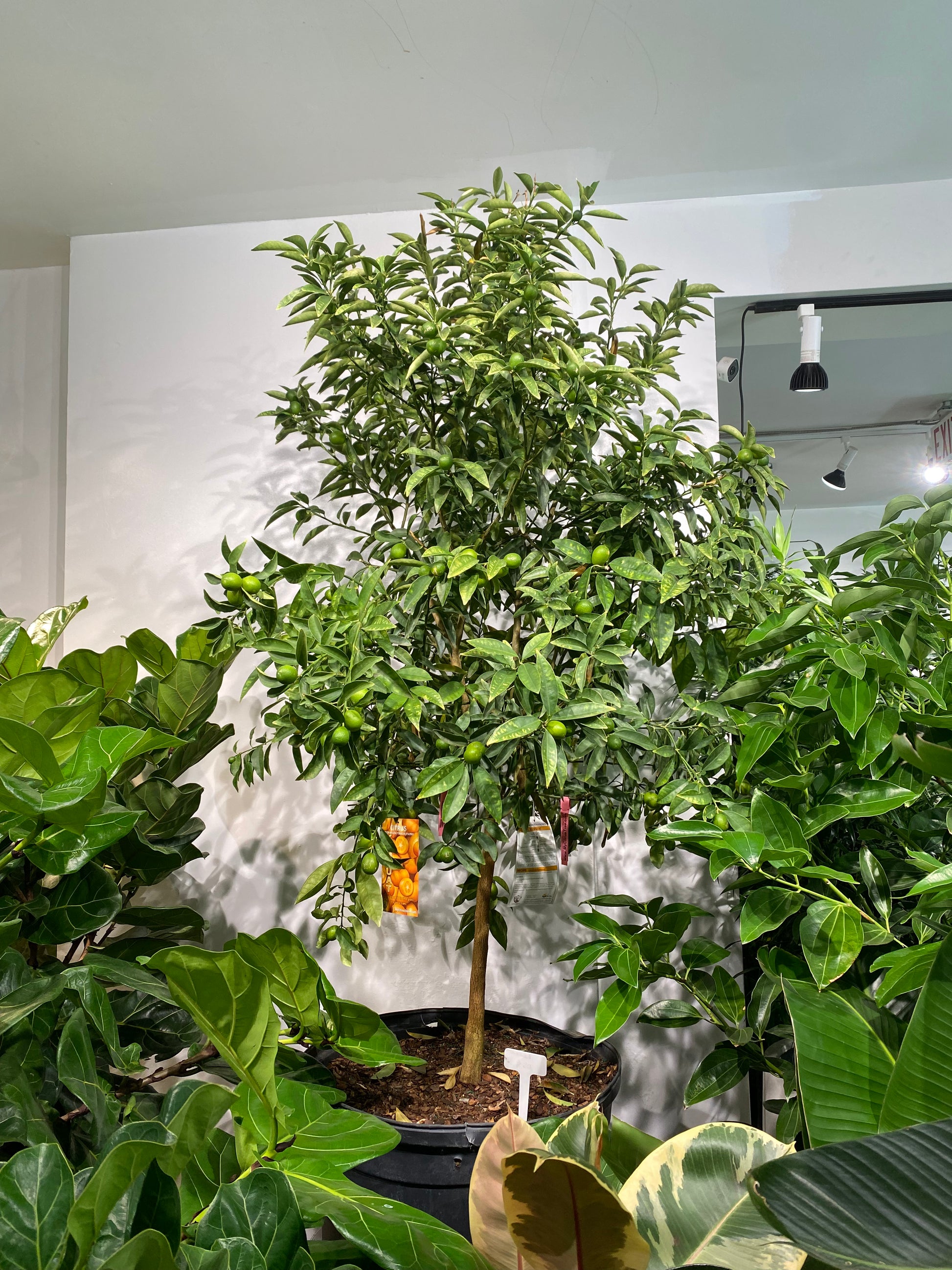 kumquat plant indoor Kumquat Tree: Fortunella - 24" Pot