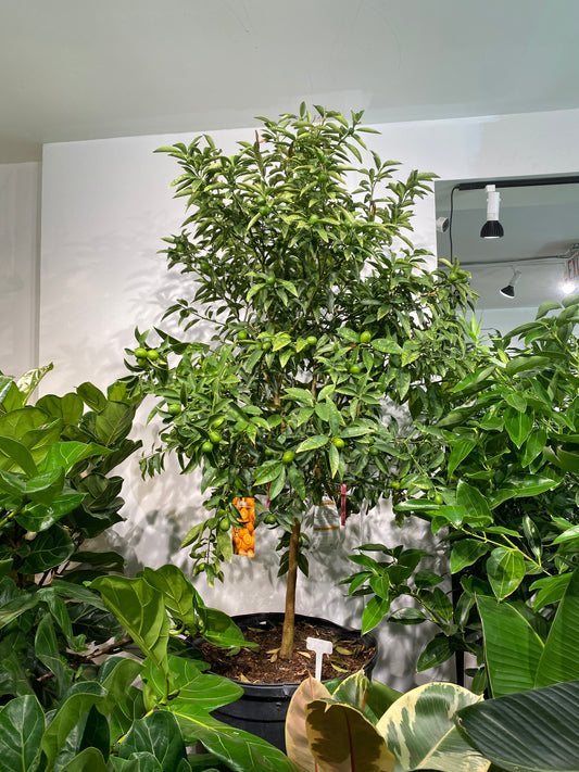 Kumquat Tree: Fortunella - 24 inch pot - 6-6.5 foot tall