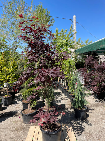 Bloodgood Japanese Maple: Acer palmatum