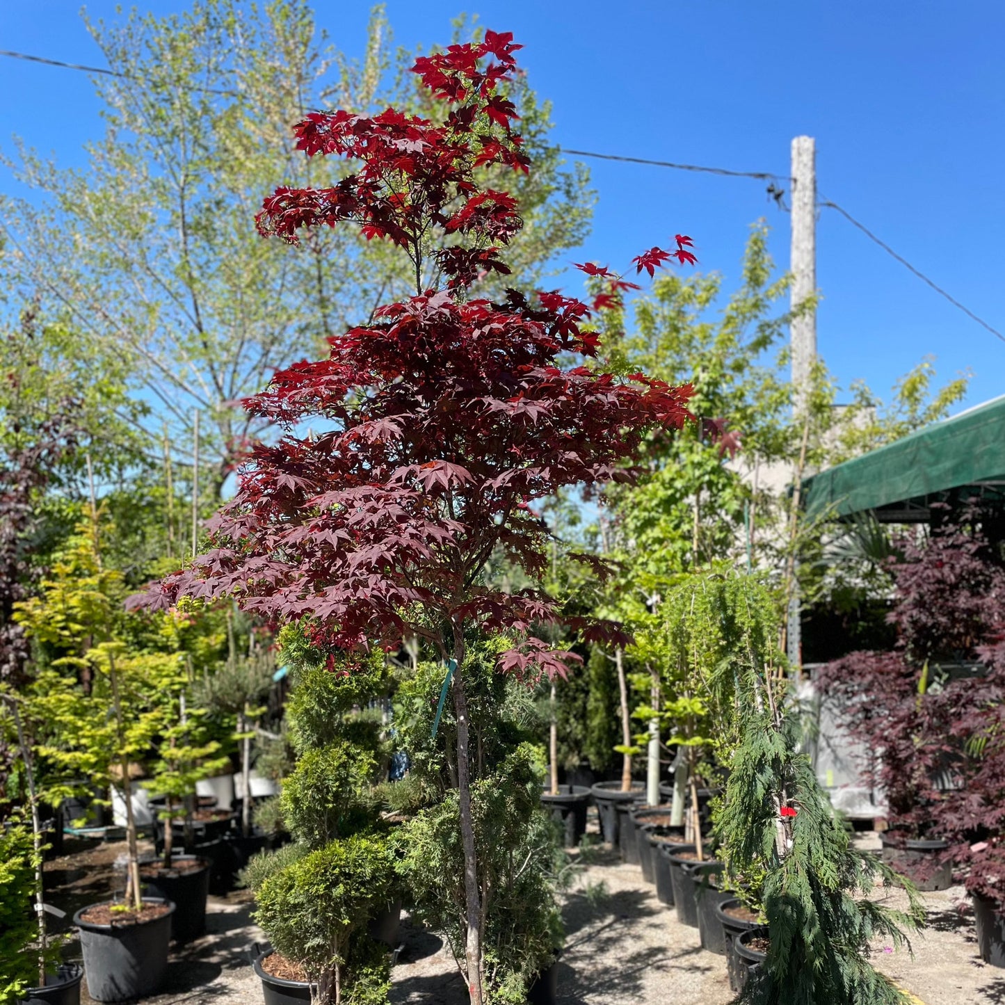 Bloodgood Japanese Maple: Acer palmatum