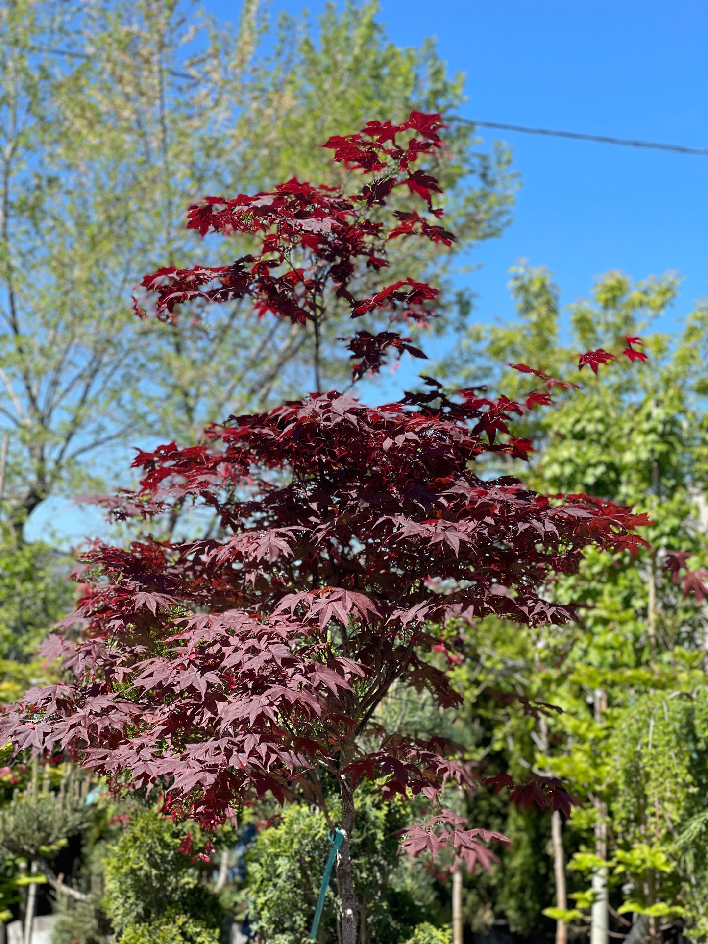 Bloodgood Japanese Maple: Acer palmatum