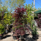 Bloodgood Japanese Maple: Acer palmatum - 10G Pot 175CM Tall
