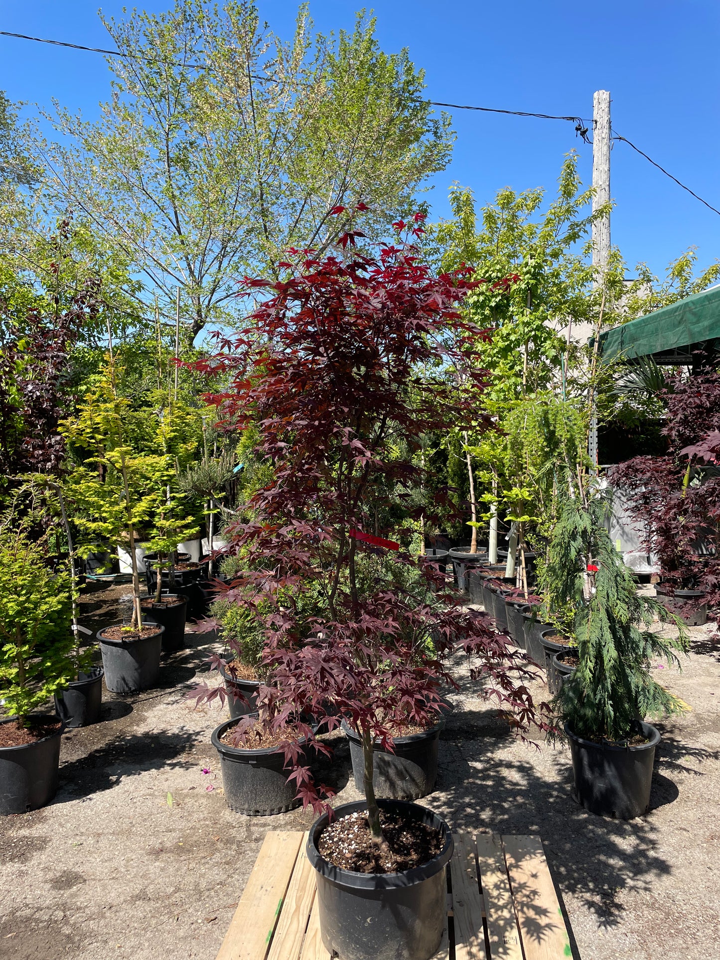 Bloodgood Japanese Maple: Acer palmatum