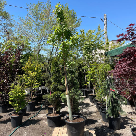 Autumn Flame Red Maple: Acer rubrum - 20 Inch Pot - 10 Foot Tall