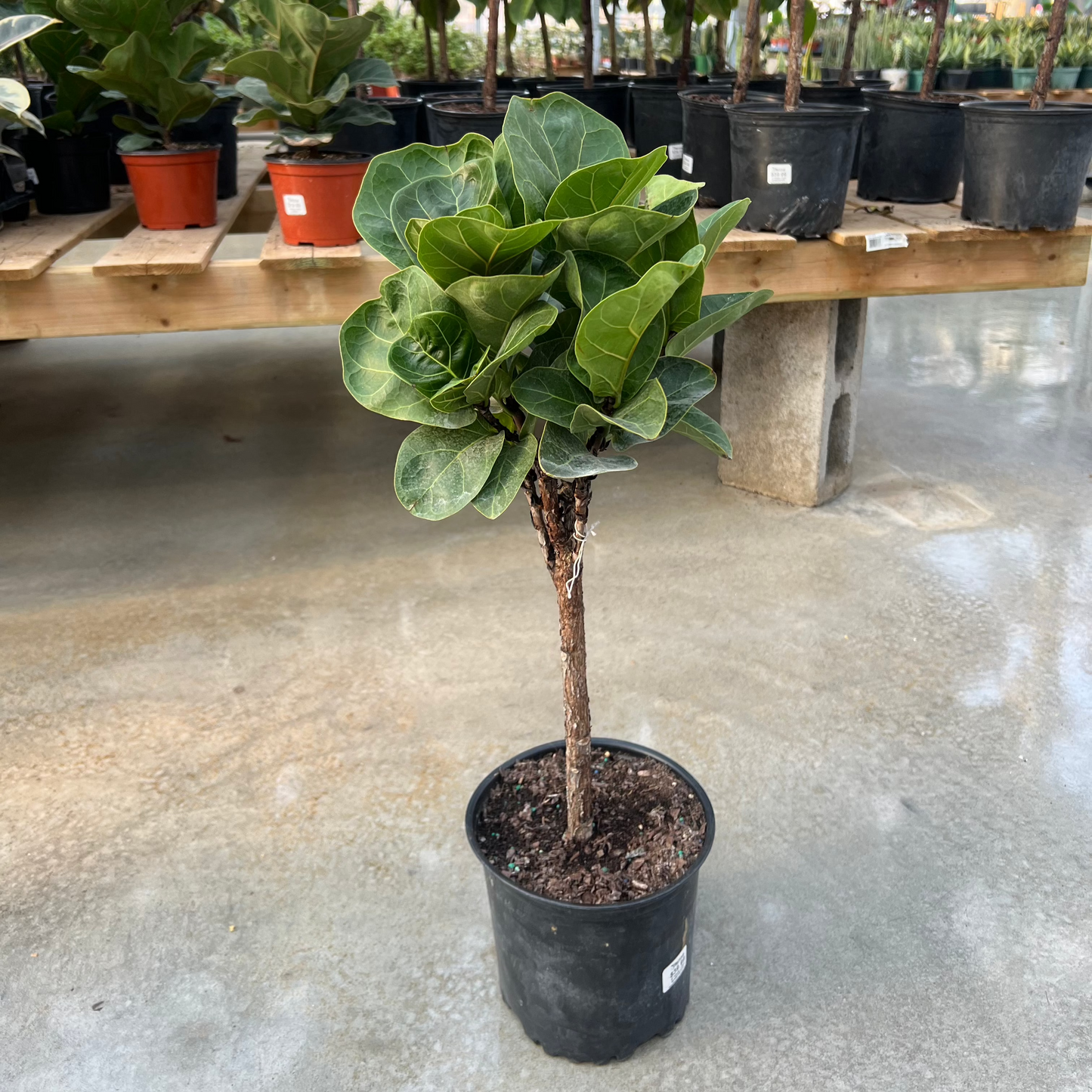 Small Leaf Fiddle Leaf Fig Tree: Ficus lyrata 'Little Sunshine' - 8 inch pot - 2-2.5 foot tall