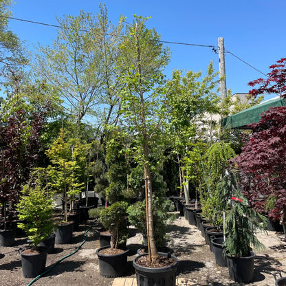 Maidenhair Tree: Ginkgo biloba