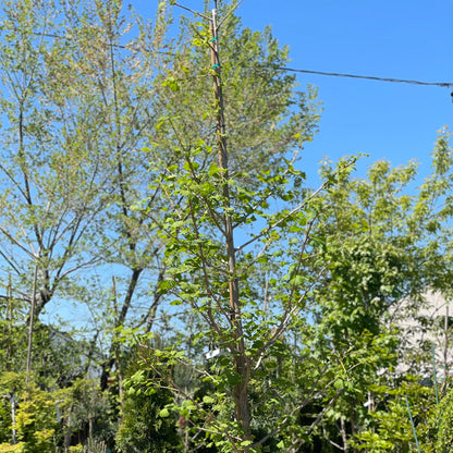 Maidenhair Tree: Ginkgo biloba