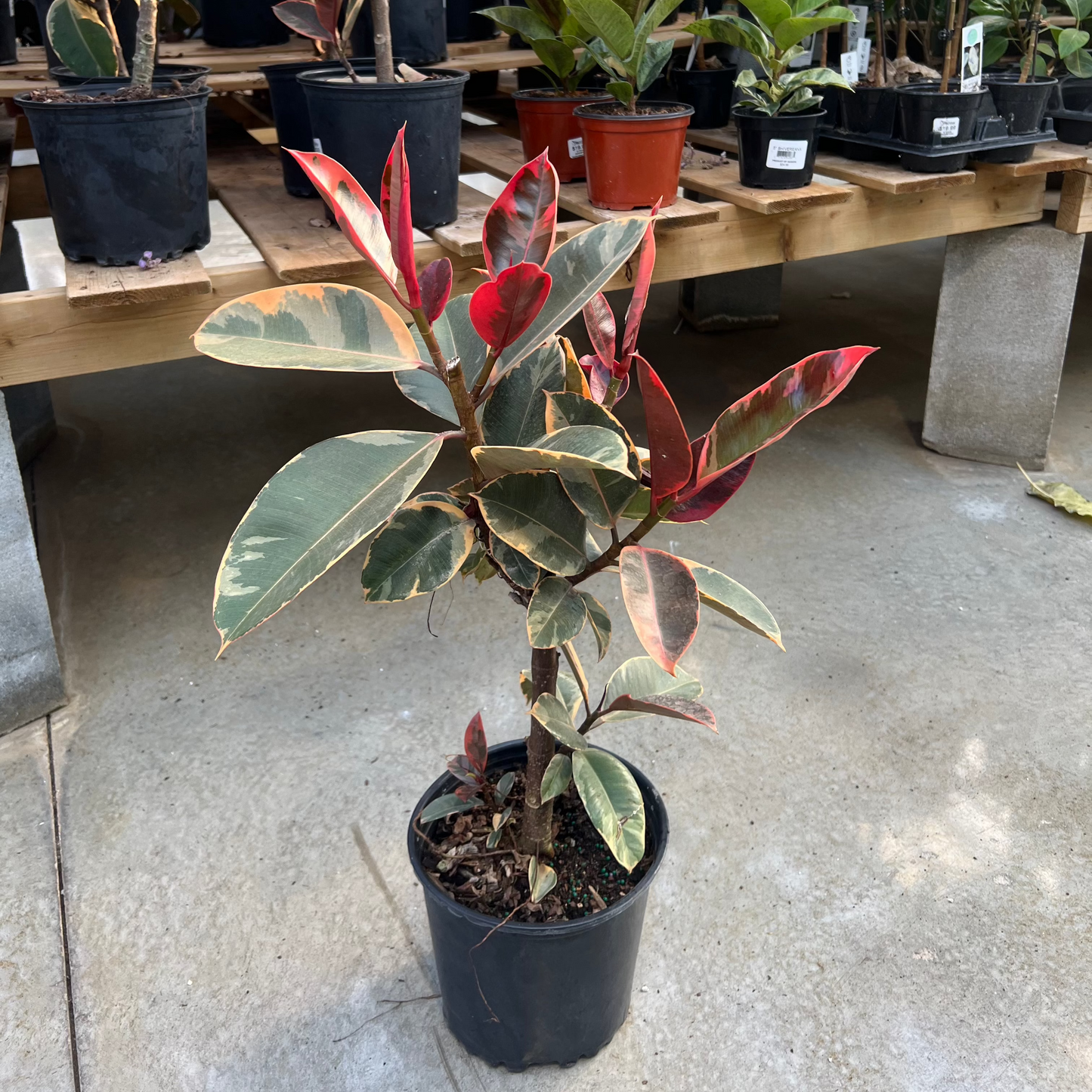 Ruby Rubber Tree: Ficus elastica - 8 inch pot - 2-2.5 foot tall