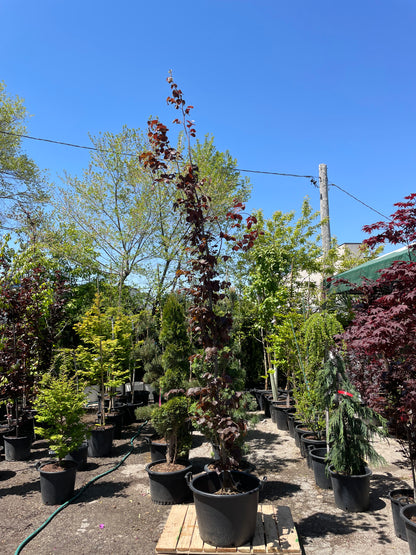 Purple Dawyck Beech: Fagus sylvatica