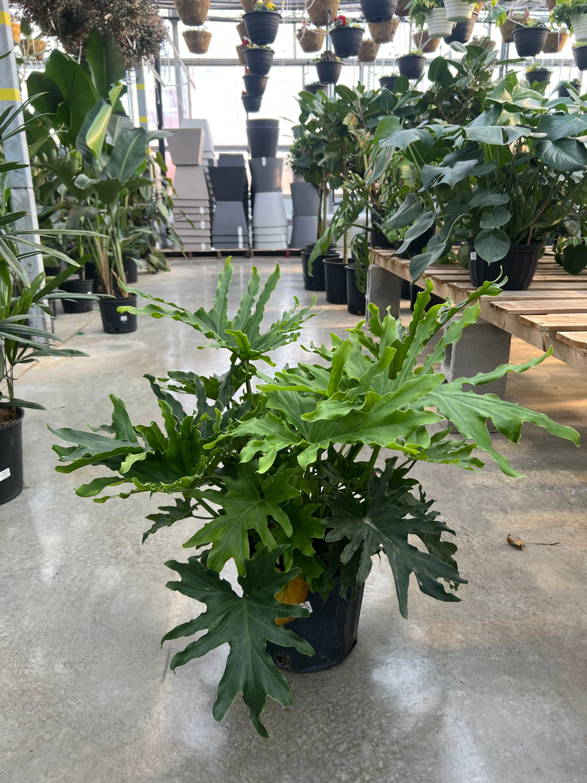 Hope Selloum: Philodendron bipinnatifidum - 12 inch pot - 4 foot tall — indoor plant — indoor plant for sale by Promise Supply for delivery and pickup in Toronto.