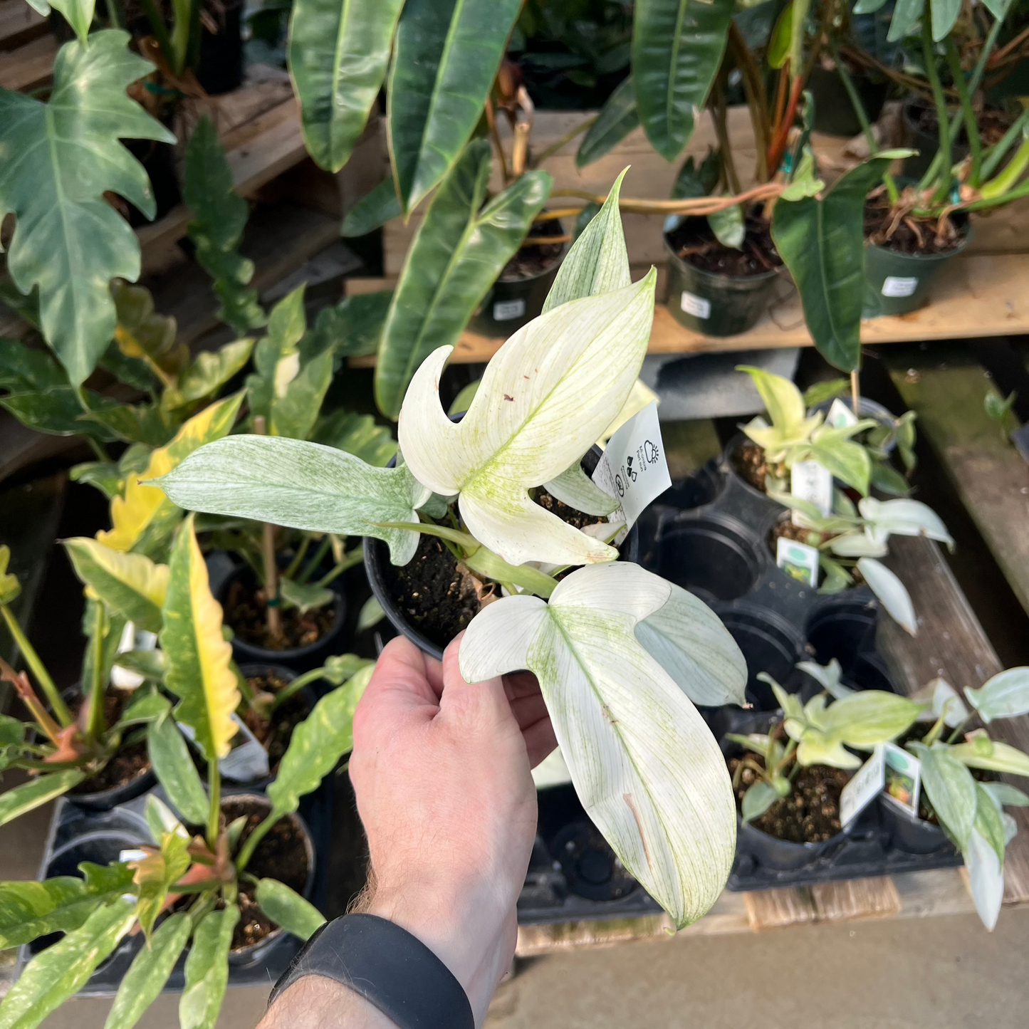 Florida Ghost: Philodendron - 5 inch pot