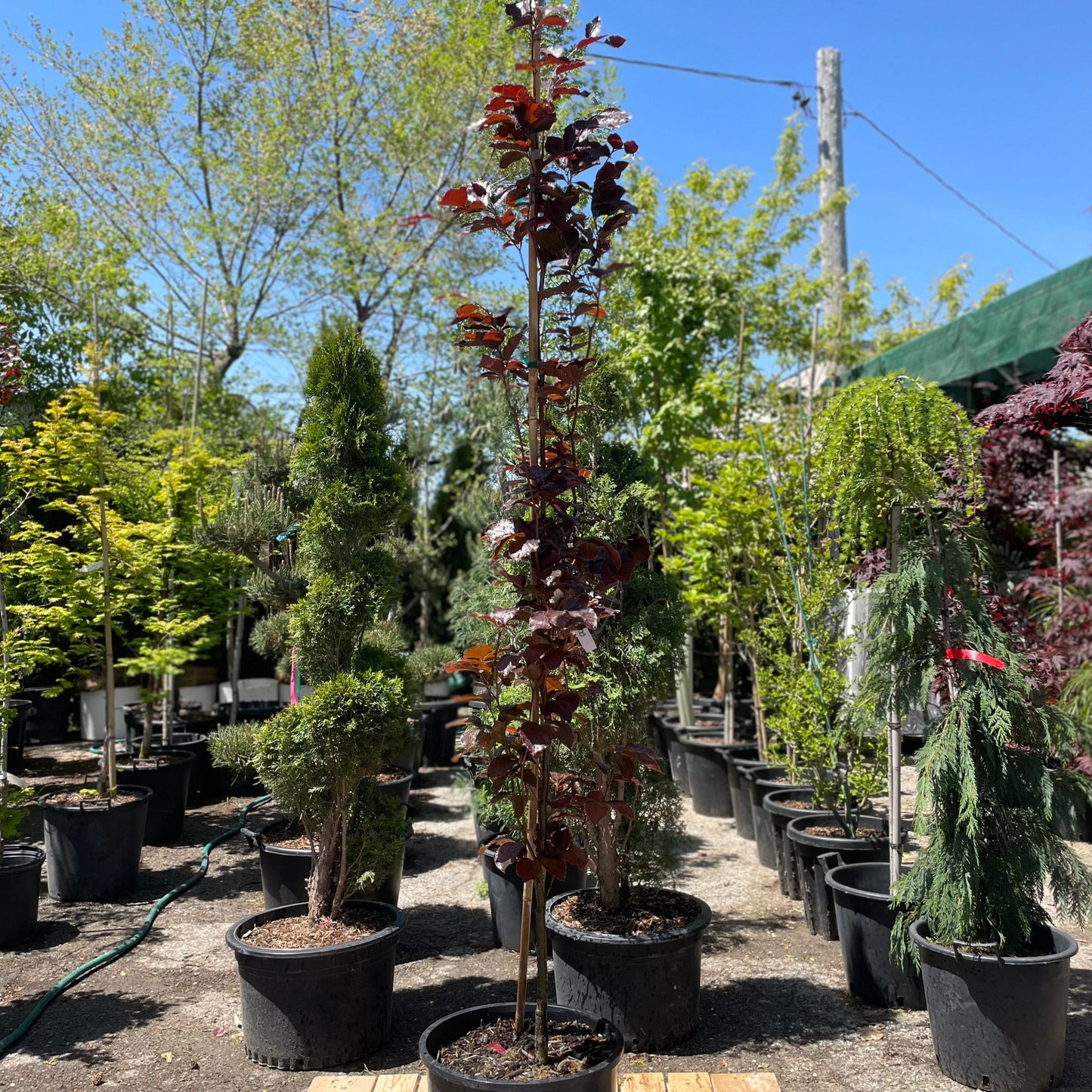 Purple Dawyck Beech: Fagus sylvatica