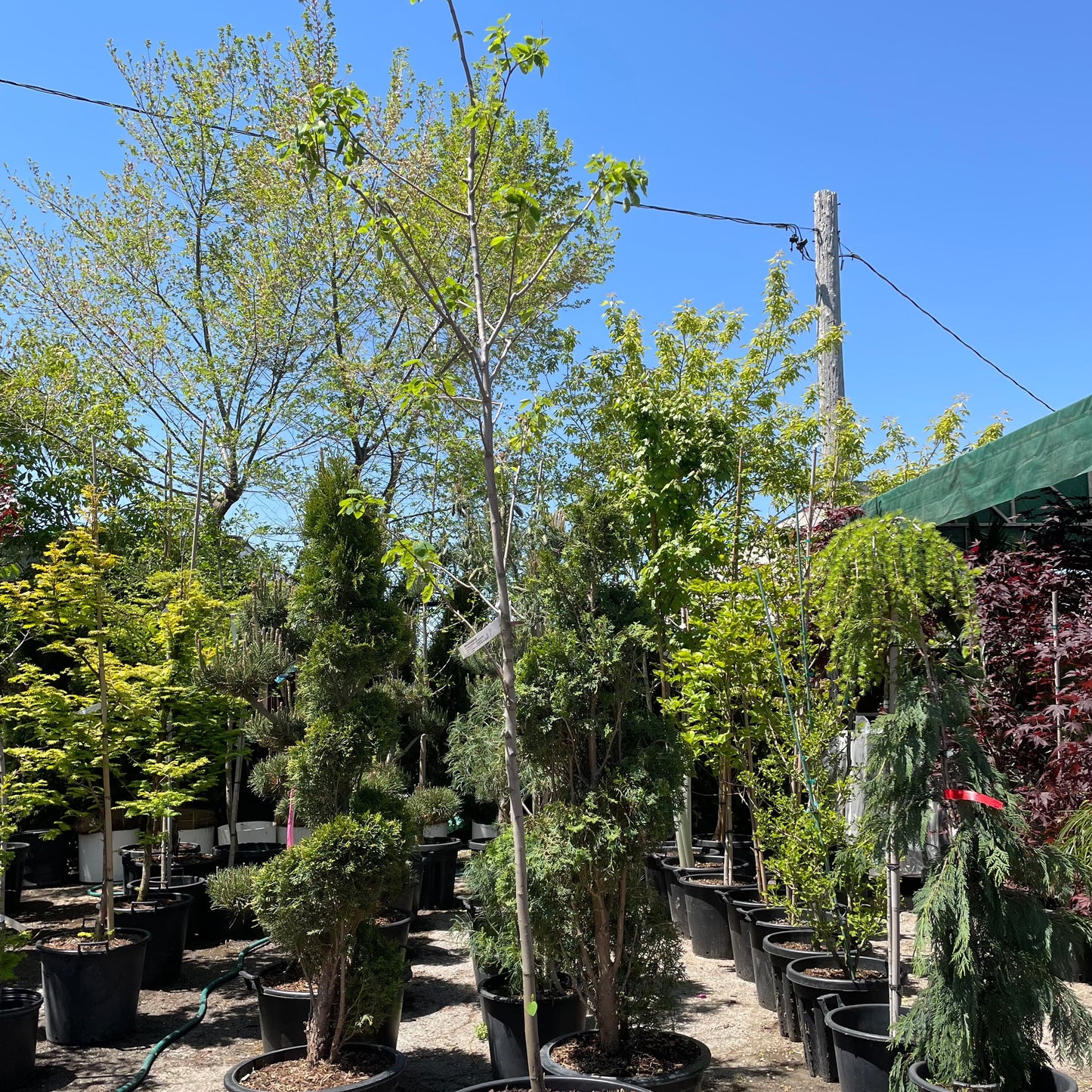 Canadian Serviceberry Tree: Amelanchier canadensis