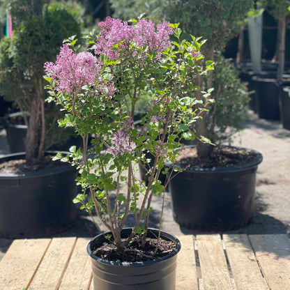 Korean Lilac Bush: Syringa meyeri 'Palibin' - 3GAL Pot 40CM Tall