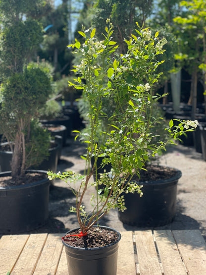 Duke Blueberry Bush: Vaccinium corymbosum - 2GAL Pot