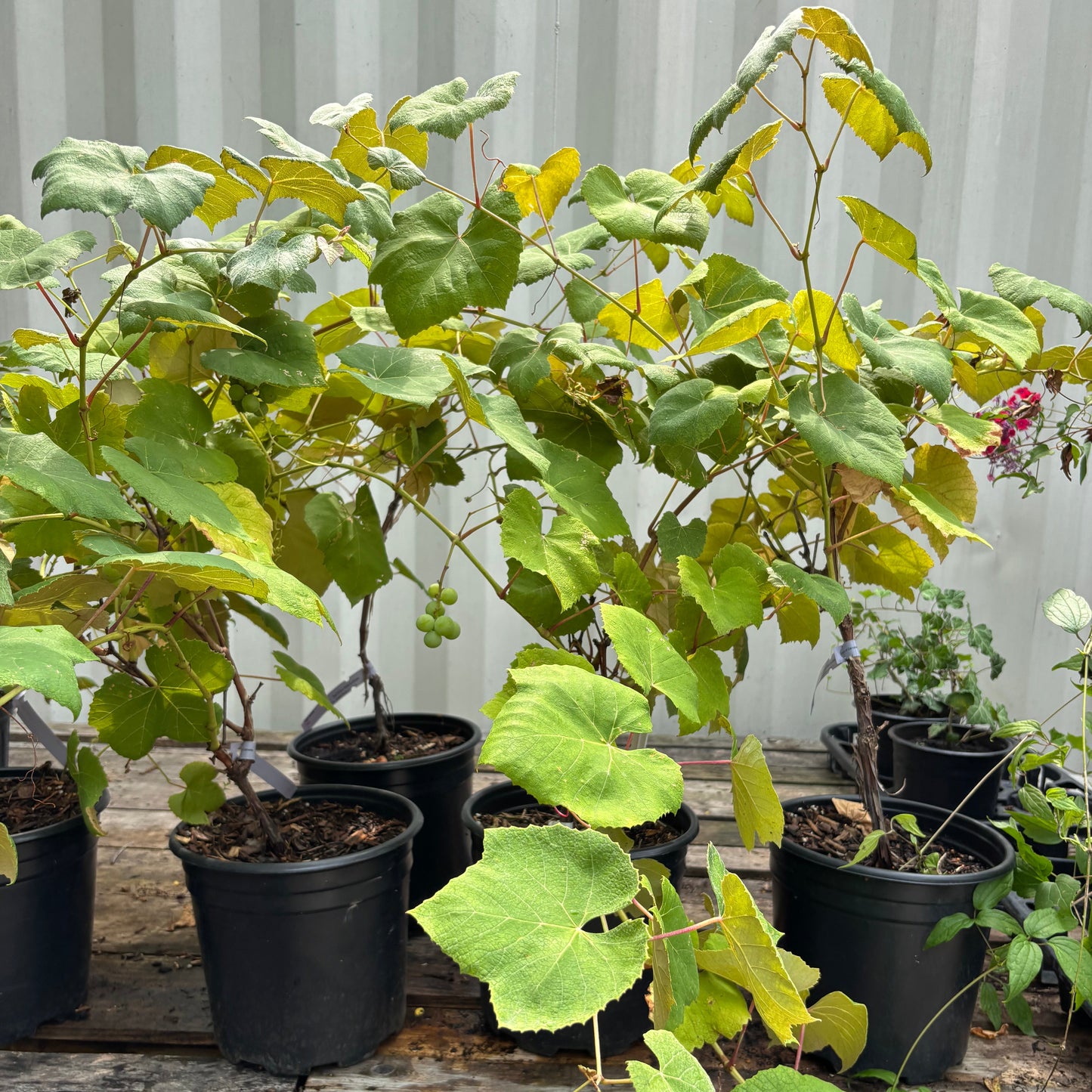 Fredonia Grape: Vitis labrusca - 2GAL Pot