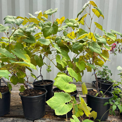 Fredonia Grape: Vitis labrusca - 2GAL Pot
